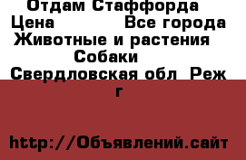 Отдам Стаффорда › Цена ­ 2 000 - Все города Животные и растения » Собаки   . Свердловская обл.,Реж г.